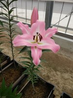 [4575 VH51 Arluno No01.JPG]